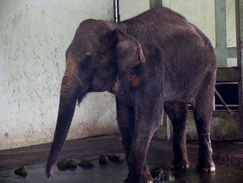 Voi, hà mã bị đầy ải giữa Thủ đô