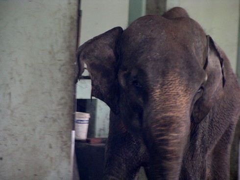 Voi, hà mã bị đầy ải giữa Thủ đô