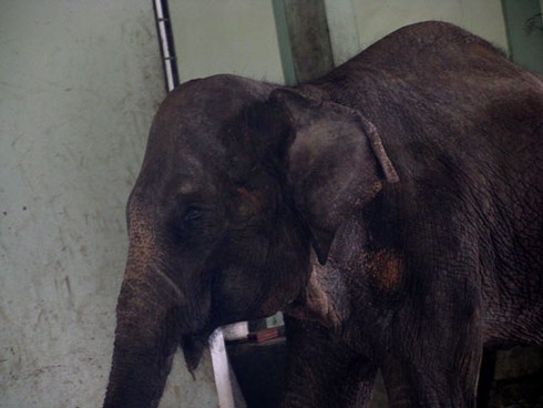 Voi, hà mã bị đầy ải giữa Thủ đô