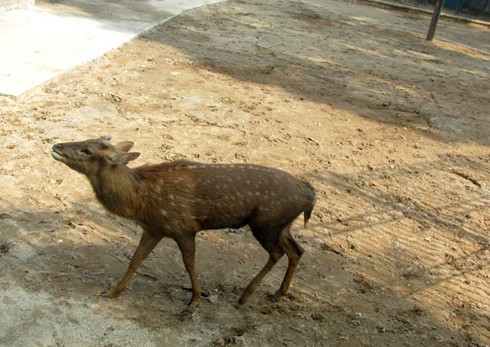 Voi, hà mã bị đầy ải giữa Thủ đô