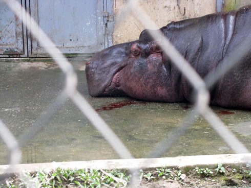 Voi, hà mã bị đầy ải giữa Thủ đô