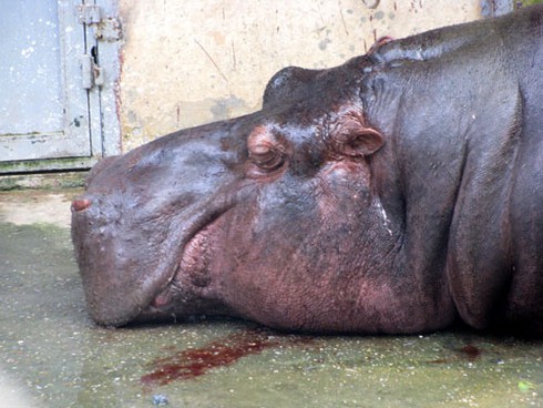 Voi, hà mã bị đầy ải giữa Thủ đô