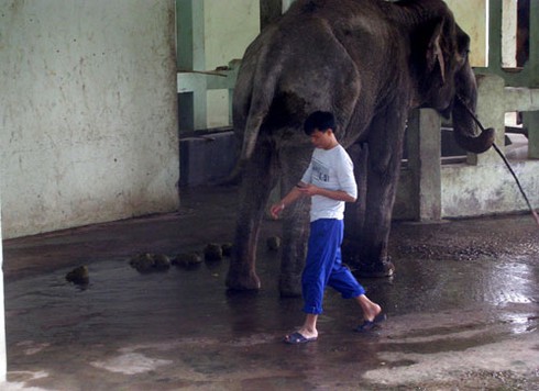 Voi, hà mã bị đầy ải giữa Thủ đô