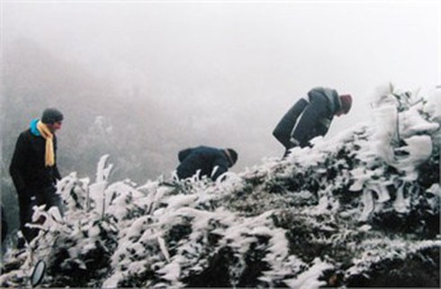 Mùa đông năm nay Sapa không có tuyết rơi