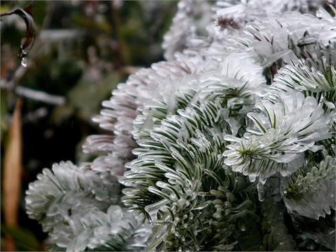 Mùa đông năm nay Sapa không có tuyết rơi