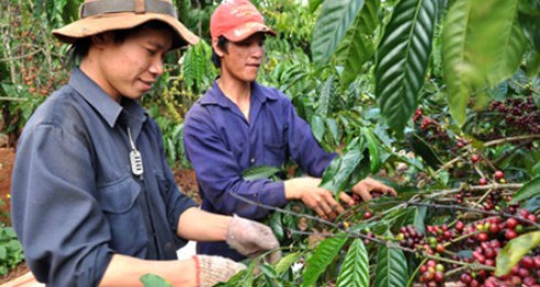 Giá cà phê trồi sụt thất thường