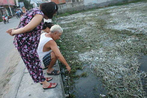 Đỉa tấn công khu dân cư