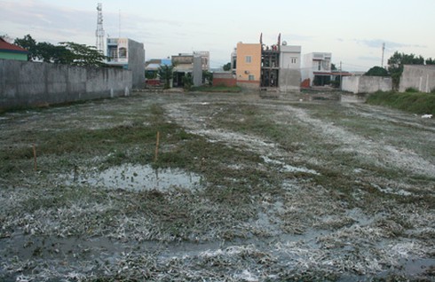 Đỉa tấn công khu dân cư