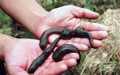 Đỉa tấn công khu dân cư