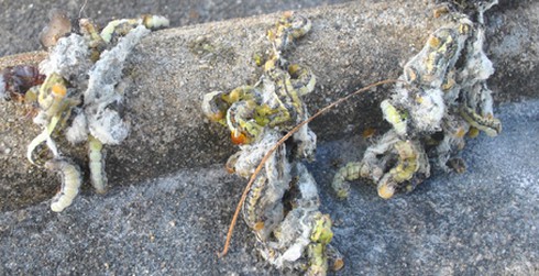 Quảng Ngãi: Trường mẫu giáo đóng cửa vì sâu đo “tấn công”