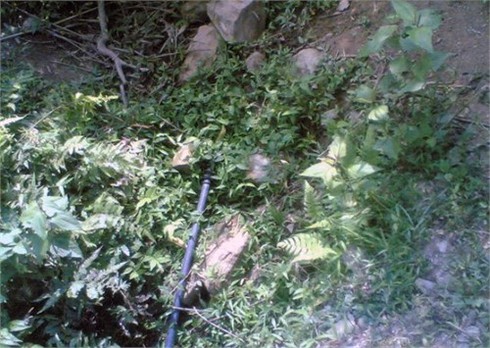 Vụ án 'hoa tai vàng' và cái chết oan của bé gái 7 tuổi