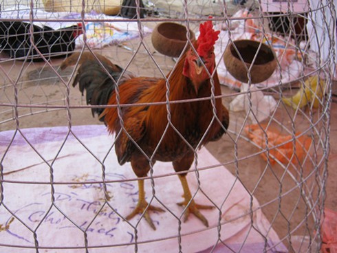 Nóng bỏng thị trường gà đá