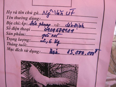 Nóng bỏng thị trường gà đá