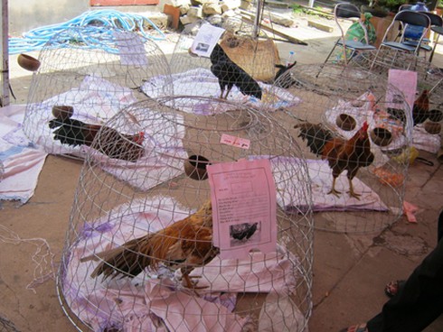 Nóng bỏng thị trường gà đá