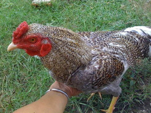 Nóng bỏng thị trường gà đá