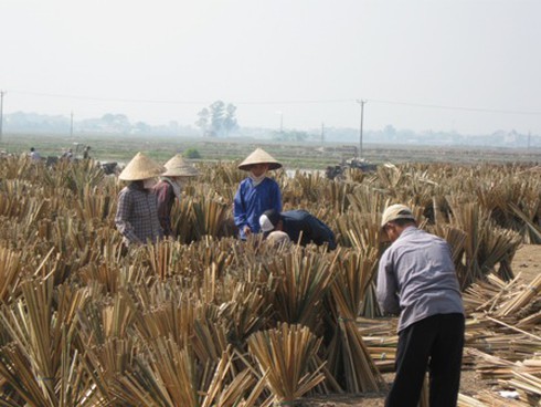 Hà Nội: Làng nghề tăm hương chạy đua với Tết