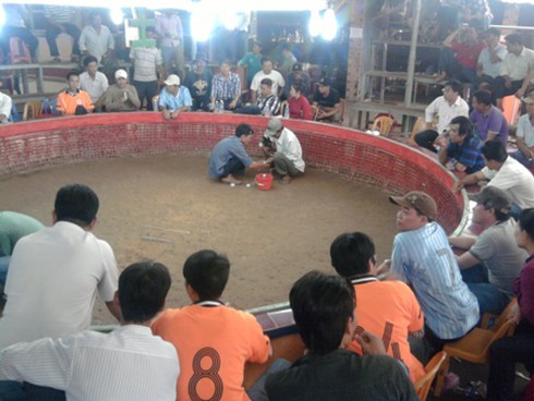 Đá gà ở Heng Heng: Nhiều khách Việt `thất điên bát đảo` (Kỳ cuối)