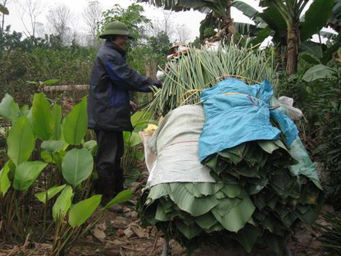 Lá dong Tràng Cát “ngóng” Tết