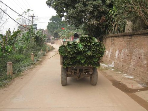 Lá dong Tràng Cát “ngóng” Tết