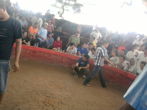 Đá gà ở Heng Heng: Nhiều khách Việt `thất điên bát đảo` (Kỳ cuối)