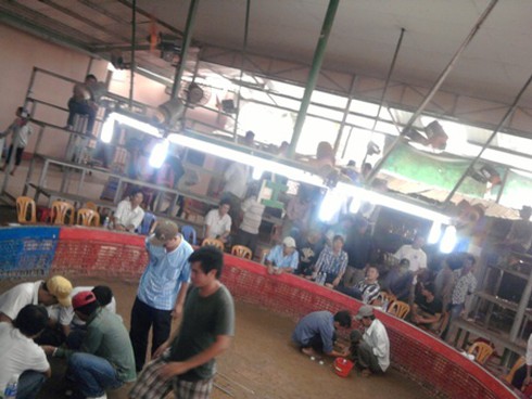 Đá gà ở Heng Heng: Nhiều khách Việt `thất điên bát đảo` (Kỳ cuối)