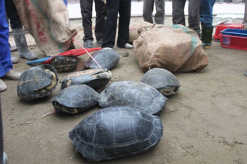 Phát hiện, bắt giữ xe chở gần 2 tấn động vật hoang dã