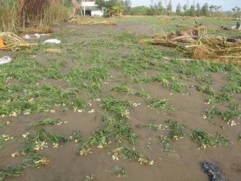 Trà Vinh: Hơn 14 tỷ đồng `trôi` theo đợt triều cường cuối năm