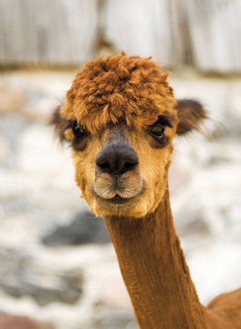 Những kiểu tóc `rất chơi` của động vật