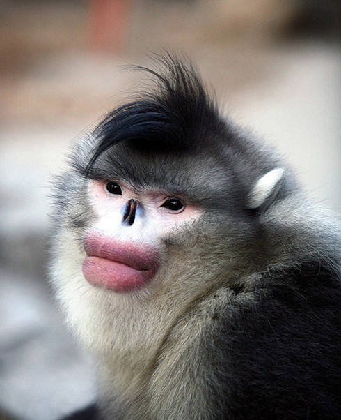 Những kiểu tóc `rất chơi` của động vật