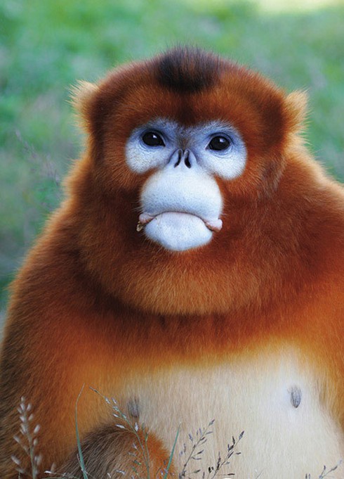 Những kiểu tóc `rất chơi` của động vật