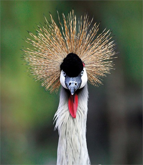 Những kiểu tóc `rất chơi` của động vật