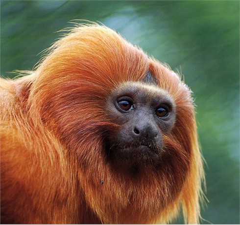 Những kiểu tóc `rất chơi` của động vật