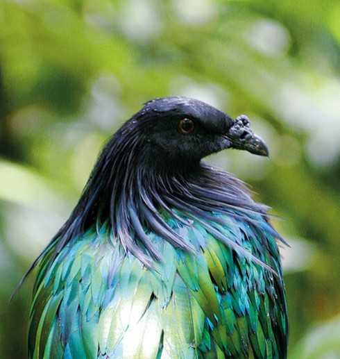 Những kiểu tóc `rất chơi` của động vật