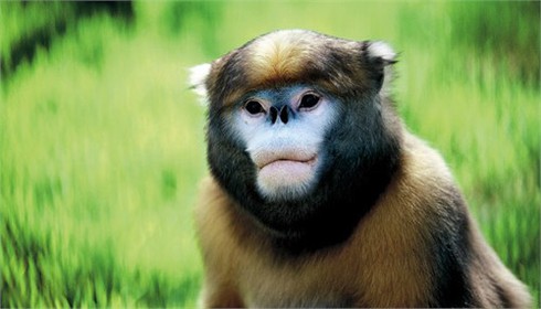 Những kiểu tóc `rất chơi` của động vật