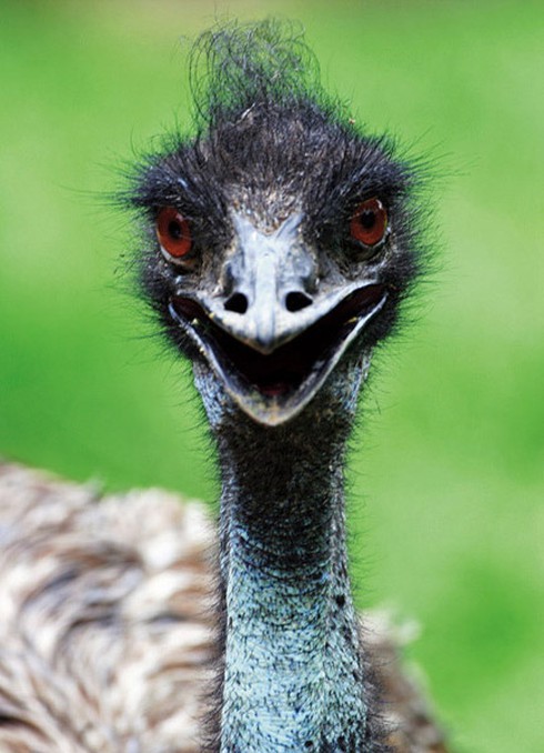 Những kiểu tóc `rất chơi` của động vật