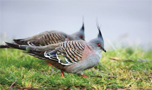 Những kiểu tóc `rất chơi` của động vật