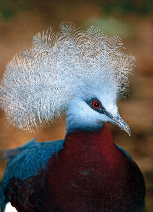 Những kiểu tóc `rất chơi` của động vật