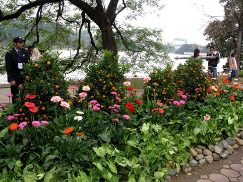 Náo nức chiêm ngưỡng Phố-Hoa Hà Nội