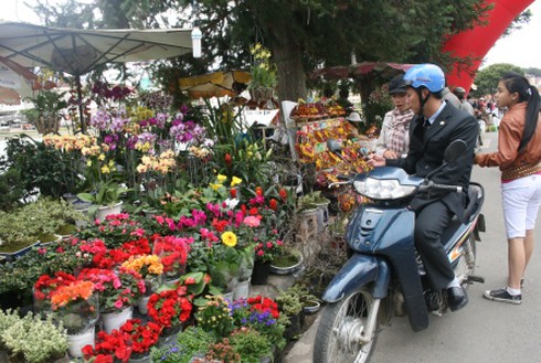 Chưa khai mạc Festival, hoa đã… héo
