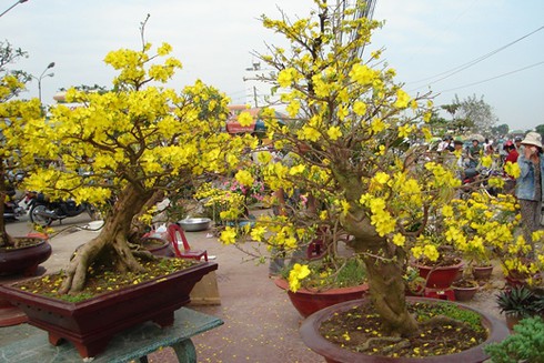 Bí quyết để mai nở đúng ngày Tết