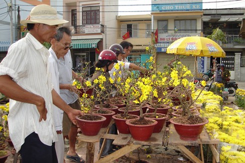 Bí quyết để mai nở đúng ngày Tết