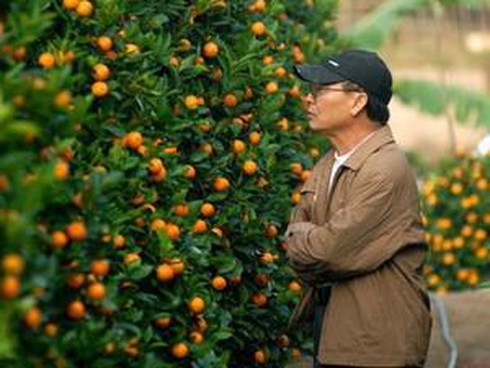 Bí quyết giữ quất tươi lâu ngày Tết