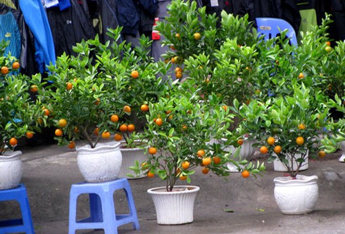 Đìu hiu chợ cây cảnh giáp Tết