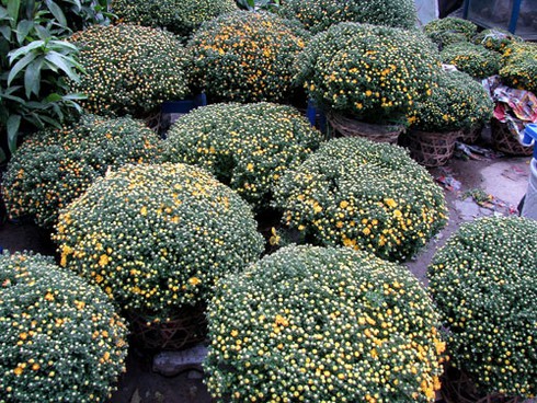 Đìu hiu chợ cây cảnh giáp Tết