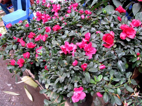 Đìu hiu chợ cây cảnh giáp Tết