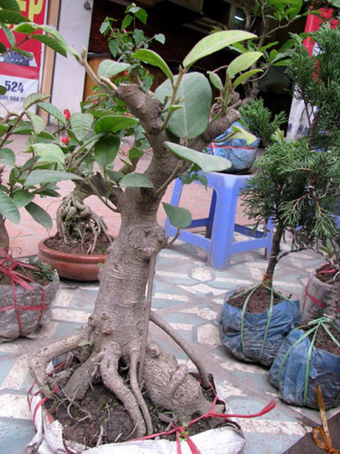 Đìu hiu chợ cây cảnh giáp Tết