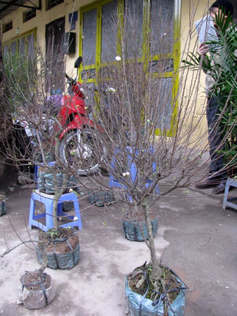 Đìu hiu chợ cây cảnh giáp Tết