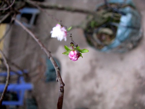 Đìu hiu chợ cây cảnh giáp Tết