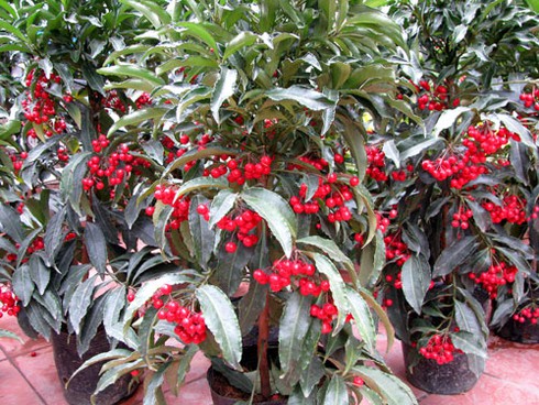 Đìu hiu chợ cây cảnh giáp Tết