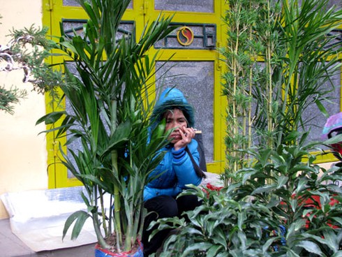 Đìu hiu chợ cây cảnh giáp Tết